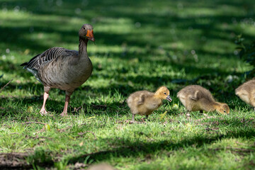 Young babay gray geese run through nature with their parents