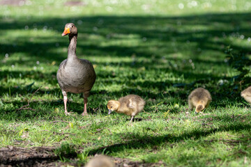 Naklejka na ściany i meble Young babay gray geese run through nature with their parents