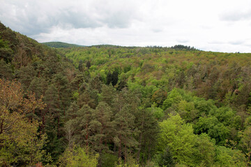 tree in the countryside near bad wildungen