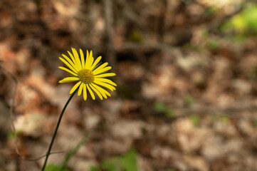 large and small yellow flowers and background photos. Doronicum orientale - leopard's bane, yellow daisy spring flower