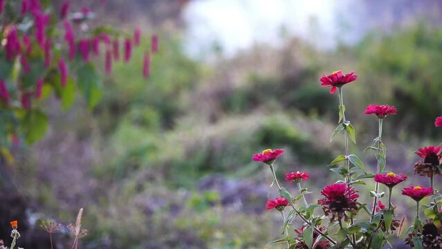 Gaillardia pulchella (firewheel, Indian blanket, Indian blanketflower, or sundance) is North American species of short-lived perennial or annual flowering plants in sunflower family.