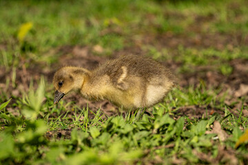 Young babay gray geese run through nature with their parents