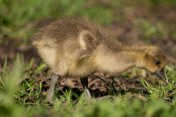 Young babay gray geese run through nature with their parents