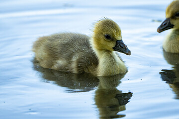 Young babay gray geese swim across a lake and walk through nature with their parents