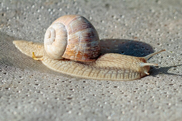 snail on the way