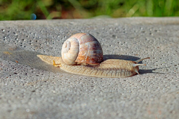snail on the way