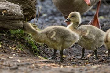 Young babay gray geese run through nature with their parents