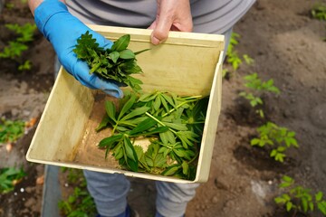 the hands of a farmer's woman in blue rubber gloves take green foliage of weeds from a plastic...
