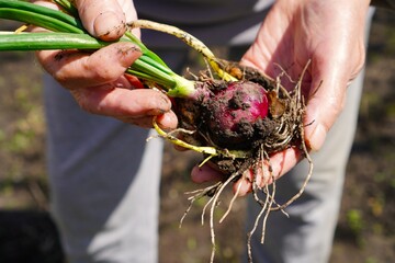 onion seedlings with green leaves in the hands of a farmer's woman on a garden plot against the...