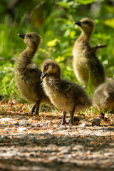 Young babay gray geese run through nature with their parents