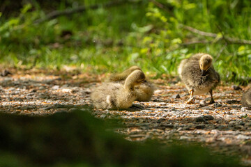 Young babay gray geese run through nature with their parents