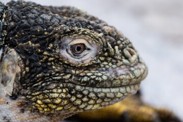 Obraz premium Close up of iguana head in side profile