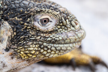 Scaly iguana face displaying green, yellow and grey scales. Large bright eye features.