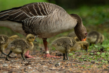 Young babay gray geese run through nature with their parents