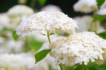 Bushes of Hydrangea arborescens flower in the garden, White hortensia in a park close up. Natural floral pattern background, landscape design.