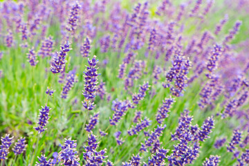 Bushes of lavender in the garden, landscape design. Sunset over blooming lavender field. Selective focus on purple lavender flowers, nature, herb, aromatherapy.