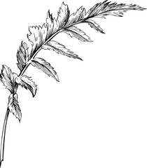 Poppy floral botanical. Wild spring leaf wildflower isolated. Black and white engraved ink art. Isolated fern illustration element on white background.