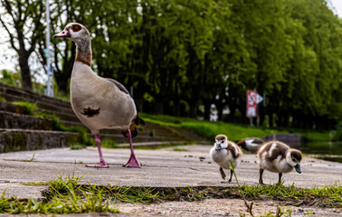goose on the river