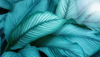 close up macro exotic fresh green leave texture tropical plant of spathiphyllum cannifolium in soft blue glow light blur background for leaf botanical wallpaper desktop foliage backdrop cover design