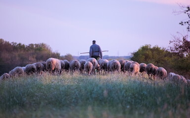 A Shepherd Leading a Herd Home at Sundown