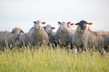 Obraz premium A Herd of Sheep Looking Attentively