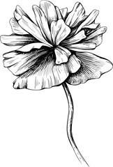 Poppy floral botanical flower. Wild spring leaf wildflower isolated. Black and white engraved ink art. Isolated poppy illustration element on white background.