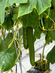 Ripe cucumbers grown on substrate