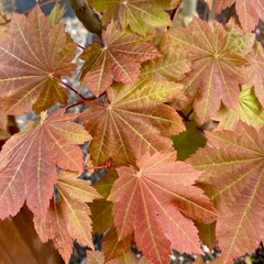 Closeup of beautiful leaves of Acer japonicum 'Ruby' maple tree in spring