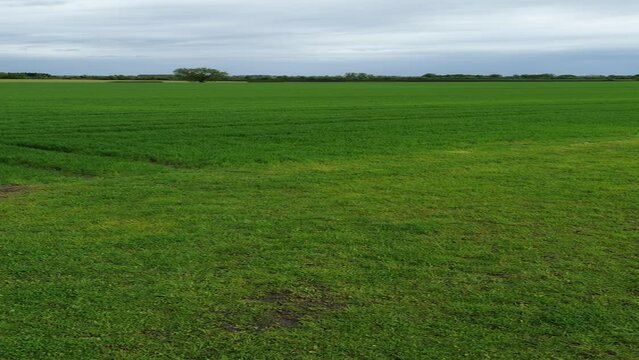 Vid&eacute;o verticale nature paysage survol drone d'un champ vert, agriculture point de vue original