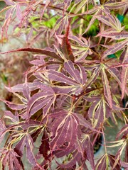 Fototapeta premium Closeup of bicolor leaves of Acer palmatum 'Manyo no Sato' Japanese maple tree in spring