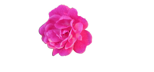 Rosa damascena on a white background, cut out