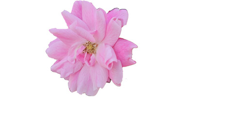 Rosa damascena on a white background, cut out