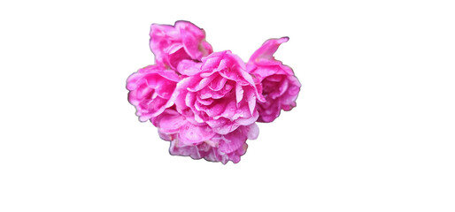 Rosa damascena on a white background, cut out