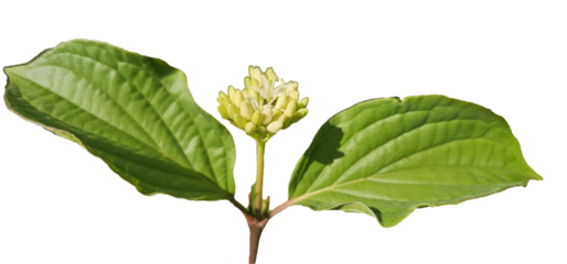 Red dogwood on a white background, cut out