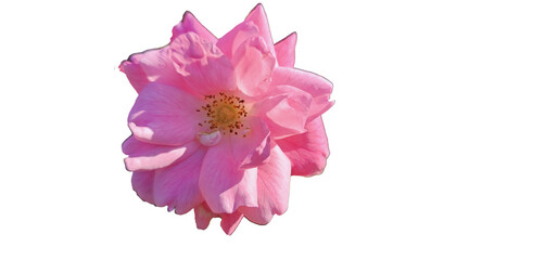 Obraz premium Rosa damascena on a white background, cut out