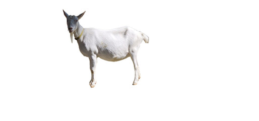 goat on white background, cut out