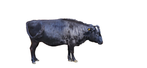 cow on white background, cut out