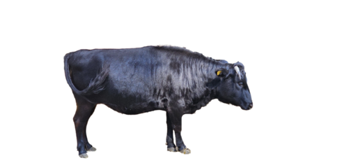 cow on white background, cut out