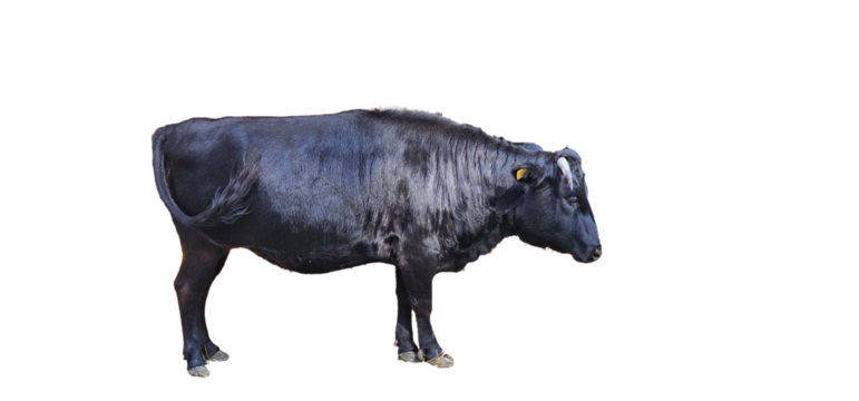 cow on white background, cut out