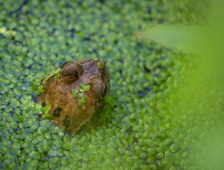 Frog in Green Pond Weed