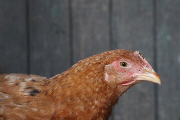 Closeup of a Phasianidae birds head with a wooden background