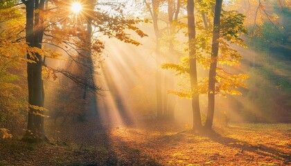 enchanting sun rays falling through the mist in a golden forest in autumn the beauty of nature in vibrant warm autumnal colors of deciduous trees