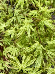 Closeup of beautiful green reticulated leaves of Acer palmatum 'Peaches and Cream' Japanese maple tree in spring