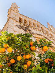 Allure of Sóller with a portrait of the defocused Sant Bartomeu church front facade adorned by lush orange trees, evoking the essence of this Balearic gem with vibrant oranges in the foreground.