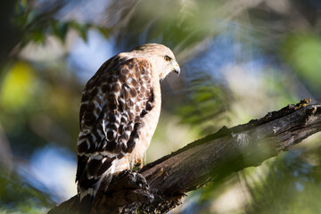Red-shouldered Hawk in a California forest