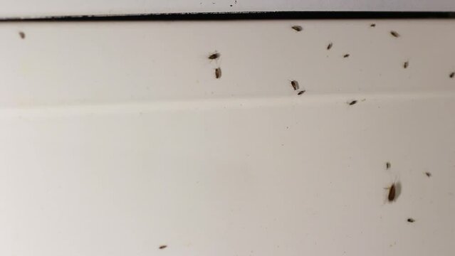 Cockroaches at home. Insects running along white wall. Cockroaches in kitchen. Lots of insects. Poisoning of bugs.