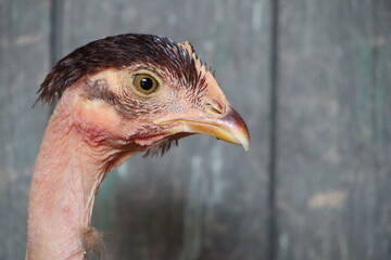 Closeup of a Galliformes birds head against a wooden wall