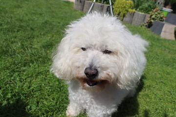 white Bolognese dog playing on the grass
