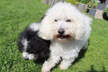 two Bolognese dogs are playing on the grass