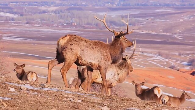 A herd of deer high in the mountains in early spring. Wild deer look around, walk in search of food.